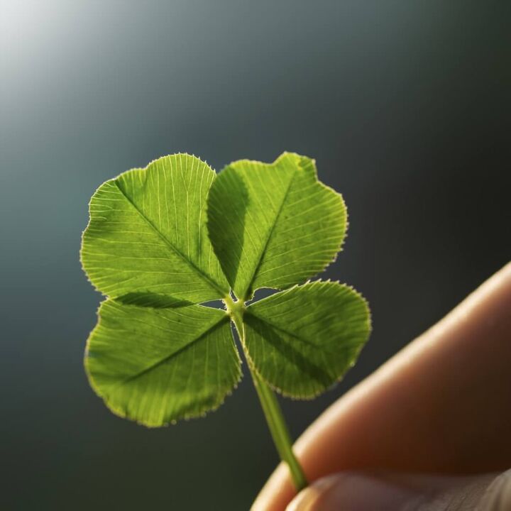 four-leaf clover for luck